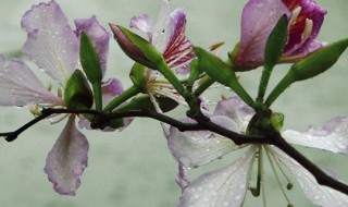 紫荆花花语 紫荆花花语是什么