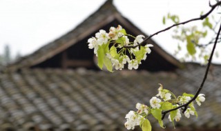 清明和清明节是一天吗 清明节的相关知识