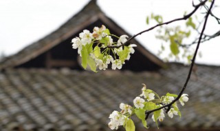 清明节调休安排通知2021 2021年清明节调休安排通知