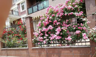 地栽爬藤月季花的修剪方法 详解地栽爬藤月季花修剪方法