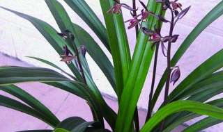 兰花的种类 兰花有哪些品种