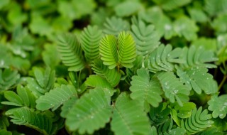 含羞草花语 含羞草花语是什么