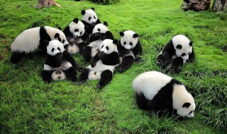 大熊猫生活习性 大熊猫生活习性简单介绍