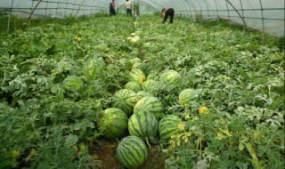 西瓜种植具体步骤 西瓜种植具体步骤是什么