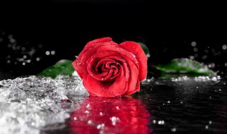 玫瑰花防虫小妙招 玫瑰花病虫害防治