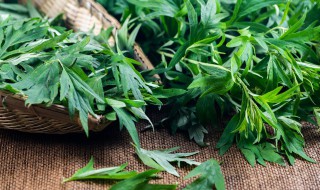 艾草的种植技术及养护方法 艾草种植技术及管理方法