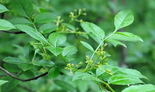春季花椒嫁接方法 春季花椒怎么嫁接