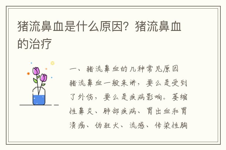 猪流鼻血是什么原因？猪流鼻血的治疗