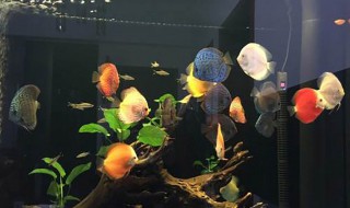 七彩神仙鱼繁殖技巧 如何繁殖七彩神仙鱼