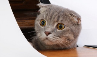 小猫用英语怎么说 可爱的小猫用英语怎么说