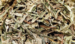 凤尾草的功效与作用及禁忌 凤尾草的功效与作用及禁忌是什么