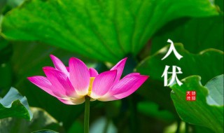 2021年的三伏天从什么时候开始 2021年三伏天时间是什么时候
