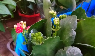 花卉追肥方法 花卉怎么追肥