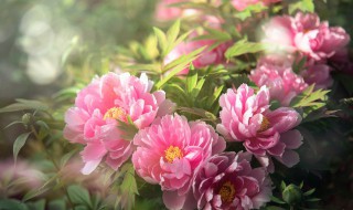 洛阳牡丹花开最佳时间 洛阳牡丹花开最佳是什么时间