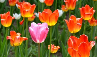 什邡郁金香花海在哪里 什邡郁金香花海位置介绍