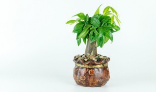 家里放什么植物旺财 家里放什么植物旺财旺桃花