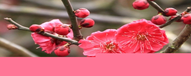 梅花有香味吗 梅花有香味吗百度