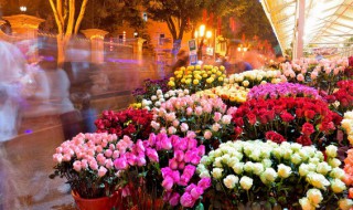 我国的国花是什么花 国花的简介