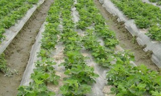 地膜花生种植技术 地膜花生种植技术是什么