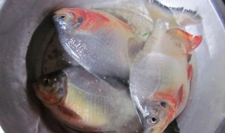 红鲳鱼是海鱼还是河鱼 红鲳鱼是什么鱼