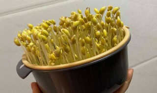 种植豆芽的方法 种植豆芽方法中班的教案