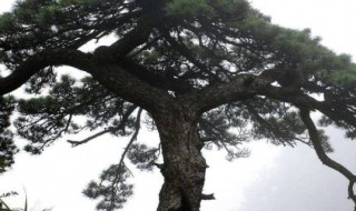 松树的气味是什么样的 松树的分布范围