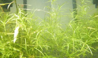 竹节草水培方法 竹节草水培方法简单介绍