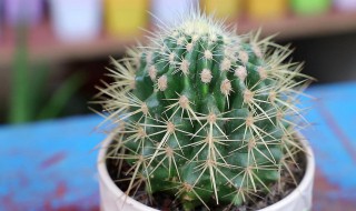 美花角仙人球的养殖方法 美花角仙人球怎么养殖