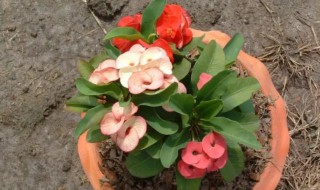 铁海棠什么时候开花（铁海棠什么时候开花结果）