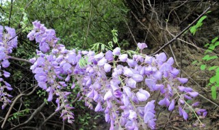 葛花树种植方法 葛花树怎么种植
