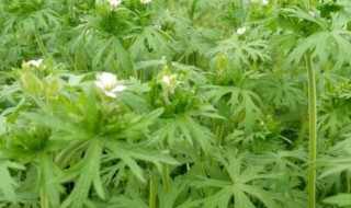 老鹳草的功效与作用及药用价值 老鹳草有什么功效与作用及药用价值