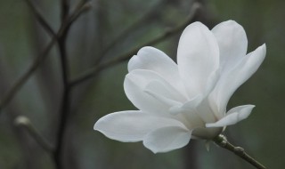 刚买的玉兰花如何盆栽 玉兰花可以用什么土壤呢