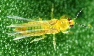 四大益虫是哪四个 关于四大益虫的介绍
