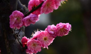 梅花能不能在水里插活 梅花能在水里插活吗