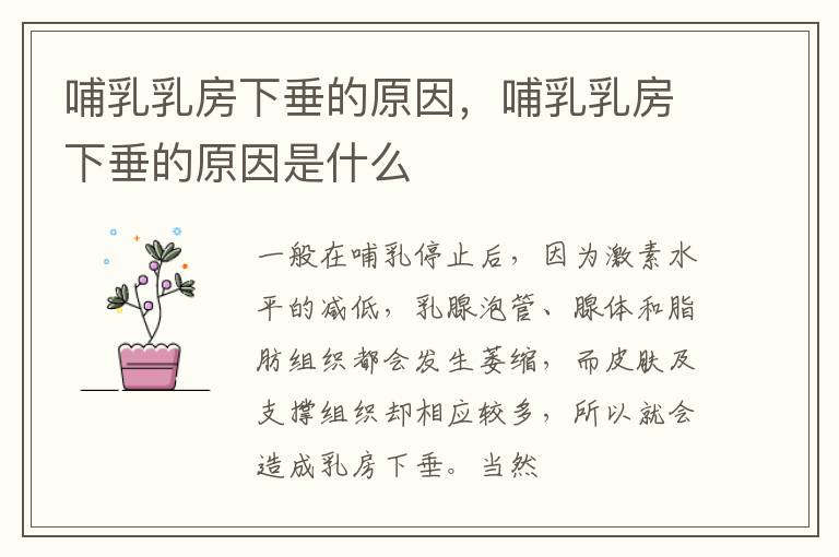 哺乳乳房下垂的原因，哺乳乳房下垂的原因是什么