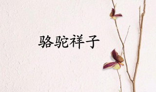 骆驼祥子家长感悟怎么写简单 骆驼祥子创作背景
