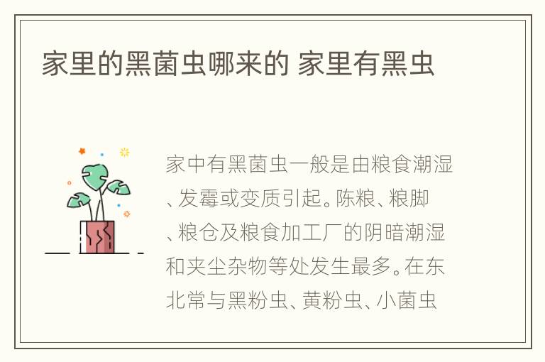 家里的黑菌虫哪来的 家里有黑虫