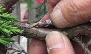 柏树嫁接的正确方法 柏树嫁接需要准备什么材料
