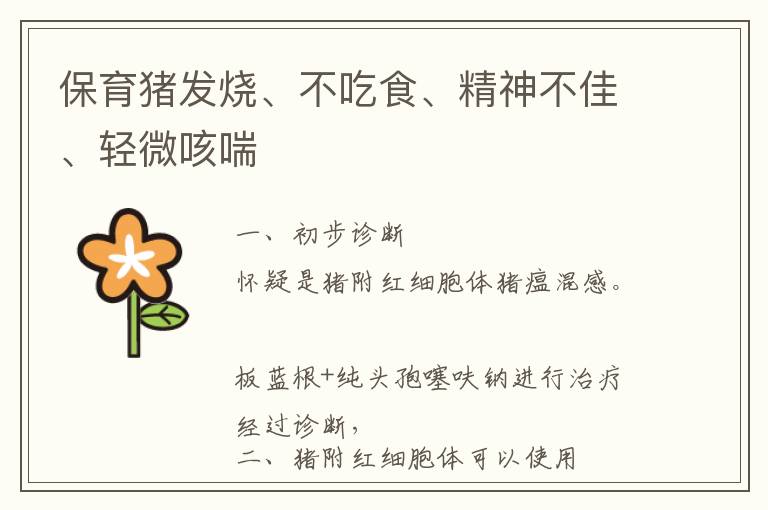 保育猪发烧、不吃食、精神不佳、轻微咳喘