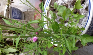 种苦荬菜的方法步骤 苦荬菜的种植方法