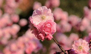 梅花的特点和象征意义 梅花有什么特点