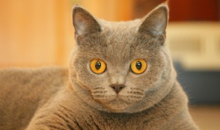短尾猫的喂养技巧 美国短尾猫怎么喂养？
