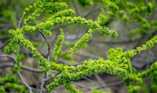小榆树苗的移栽种植方法 如何移栽小榆树苗