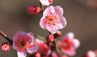 梅花的颜色及样子介绍 梅花的颜色和特征简介