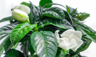 水栀子种植方法 水栀子如何繁殖