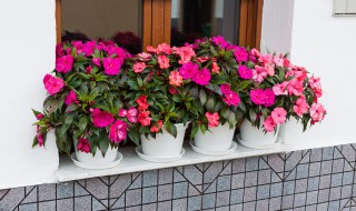 七彩凤仙花种植方法 凤仙花的种植方法介绍