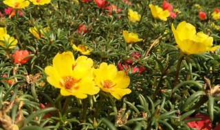太阳花种植妙招 太阳花的种植方法