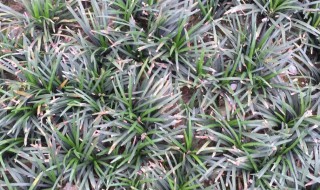 玉龙草大面积种植方法（玉龙草移栽）