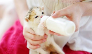 小猫咪喂奶的正确方法 给小猫咪喂奶的技巧