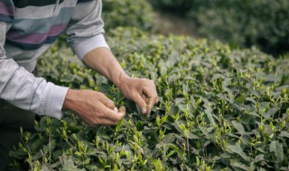 不同茶叶能否放一起保存 不同茶叶能否放一起保存呢